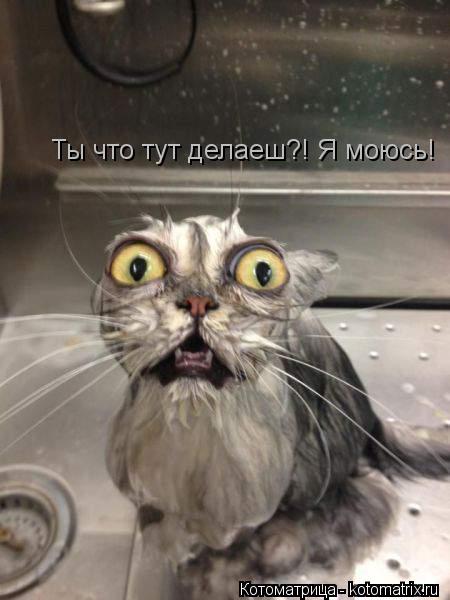 Котоматрица: Ты что тут делаеш?! Я моюсь!