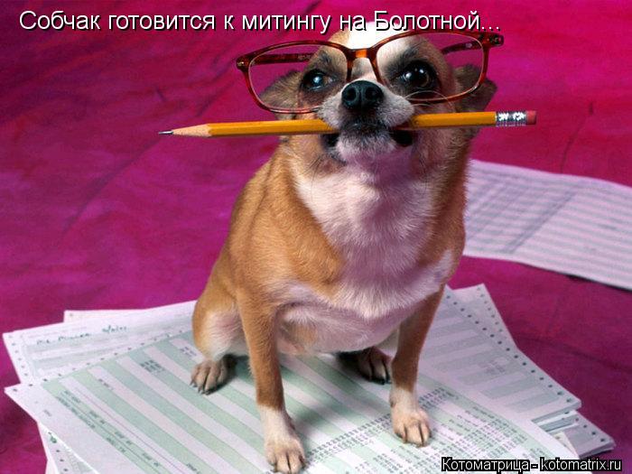 Собчак готовится к митингу на Болотной...... Котоматрица: Собчак готовится к митингу на Болотной...