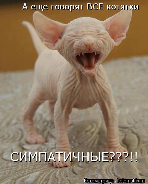 А еще говорят ВСЕ котятки СИМПАТИЧНЫЕ???!!... Котоматрица: А еще говорят ВСЕ котятки СИМПАТИЧНЫЕ???!!