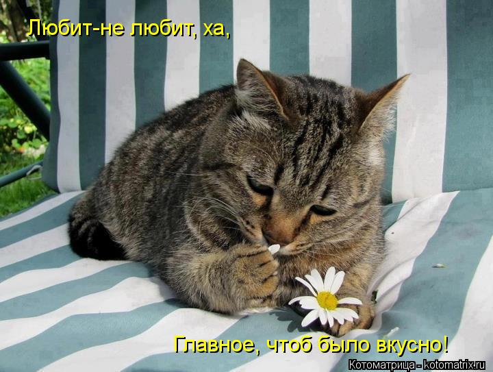 Любит-не любит, ха, Главное, чтоб было вкусно!... Котоматрица: Любит-не любит, ха, Главное, чтоб было вкусно!