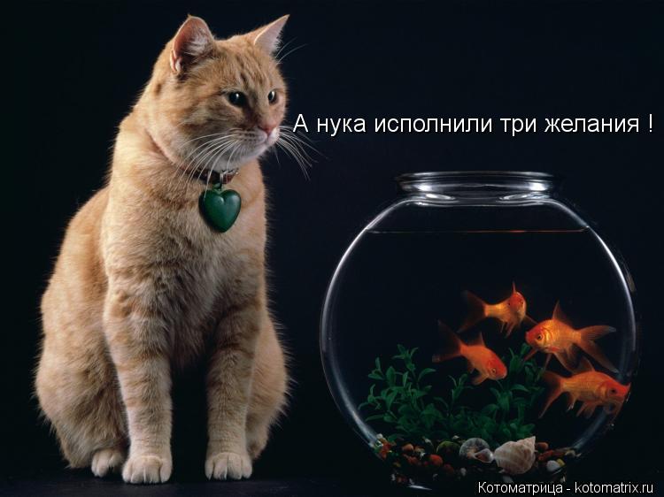 А нука исполнили три желания !... Котоматрица: А нука исполнили три желания !