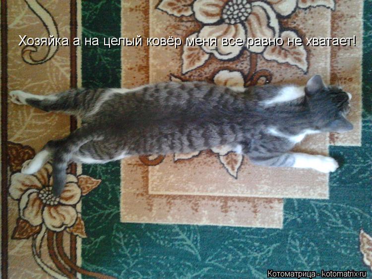 Хозяйка а на целый ковёр меня все равно не хватает!... Котоматрица: Хозяйка а на целый ковёр меня все равно не хватает!
