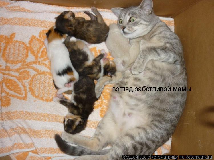 взгляд заботливой мамы.... Котоматрица: взгляд заботливой мамы.