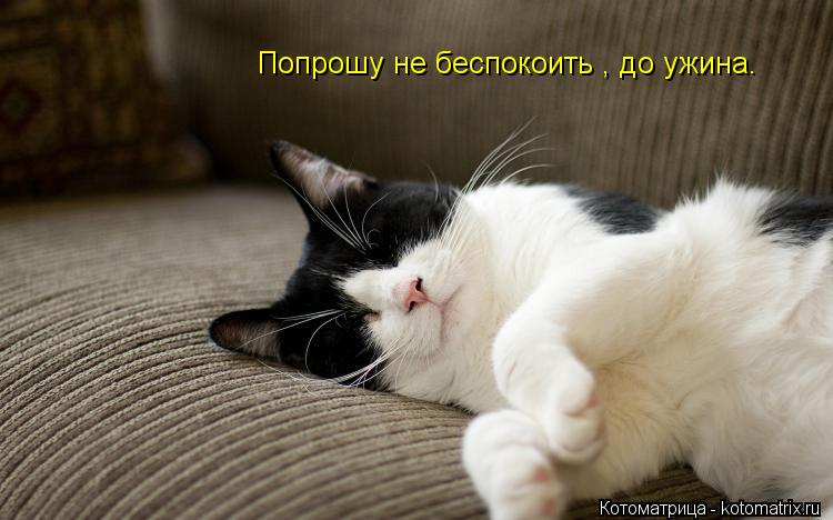 Попрошу не беспокоить , до ужина.... Котоматрица: Попрошу не беспокоить , до ужина.