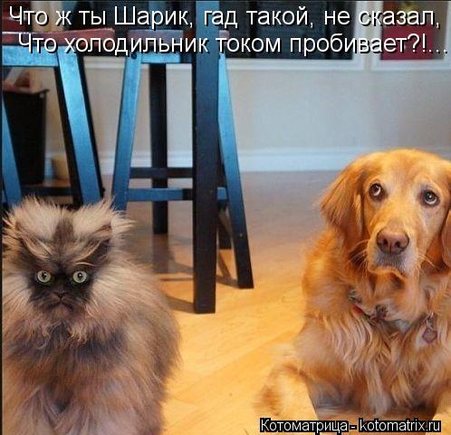 Что ж ты Шарик, гад такой, не сказал, Что холодильник током пробивает?!...... Котоматрица: Что ж ты Шарик, гад такой, не сказал, Что холодильник током пробивает?!...