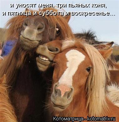и уносят меня, три пьяных коня, и пятница и суббота и воскресенье...... Котоматрица: и уносят меня, три пьяных коня, и пятница и суббота и воскресенье...
