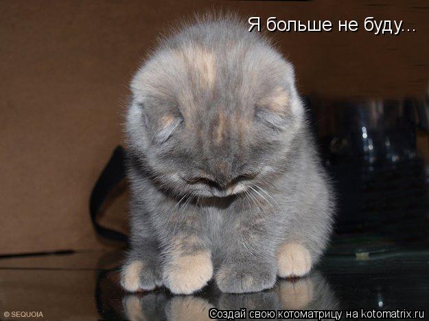 Я больше не буду...... Котоматрица: Я больше не буду...