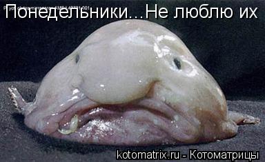 Понедельники...Не люблю их... Котоматрица: Понедельники...Не люблю их