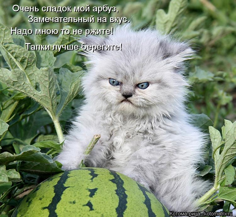 Очень сладок мой арбуз, Замечательный на вкус. Надо мною то не ржите! Тапки лучше берегите!... Котоматрица: Очень сладок мой арбуз, Замечательный на вкус. Надо мною то не ржите! Тапки лучше берегите!