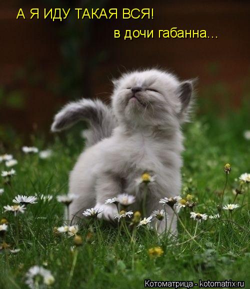 А Я ИДУ ТАКАЯ ВСЯ! в дочи габанна...... Котоматрица: А Я ИДУ ТАКАЯ ВСЯ! в дочи габанна...