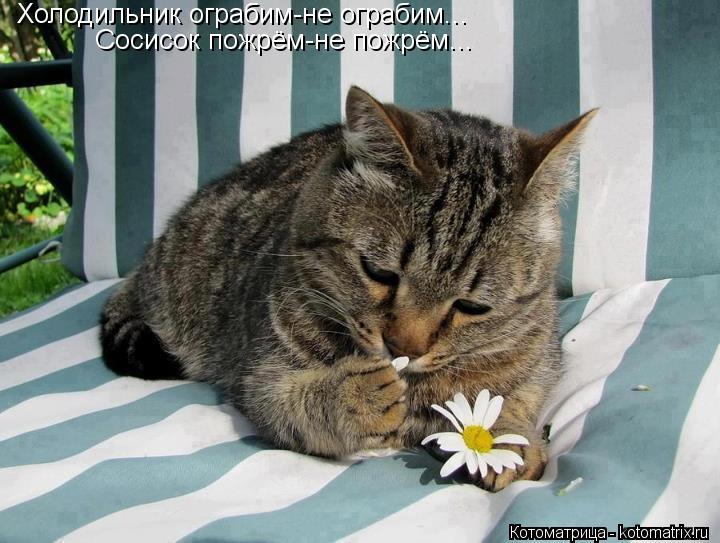 Холодильник ограбим-не ограбим... Сосисок пожрём-не пожрём...... Котоматрица: Холодильник ограбим-не ограбим... Сосисок пожрём-не пожрём...