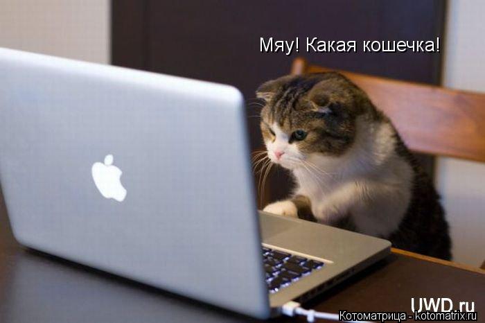 Котоматрица: Мяу! Какая кошечка!