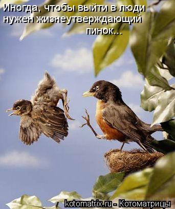 нужен жизнеутверждающий пинок... Иногда, чтобы выйти в люди... Котоматрица: нужен жизнеутверждающий пинок... Иногда, чтобы выйти в люди