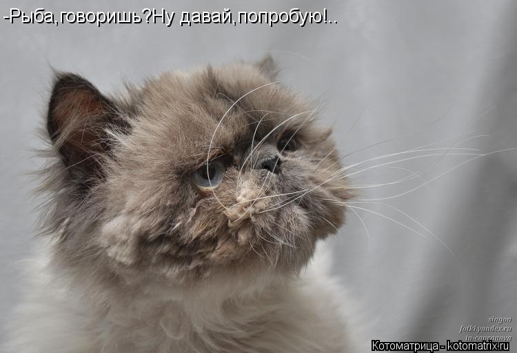 -Рыба,говоришь?Ну давай,попробую!..... Котоматрица: -Рыба,говоришь?Ну давай,попробую!..