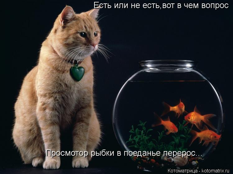 Есть или не есть,вот в чем вопрос Просмотор рыбки в поеданье перерос...... Котоматрица: Есть или не есть,вот в чем вопрос Просмотор рыбки в поеданье перерос...