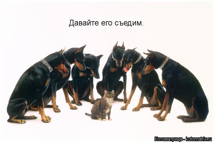 Давайте его съедим.... Котоматрица: Давайте его съедим.