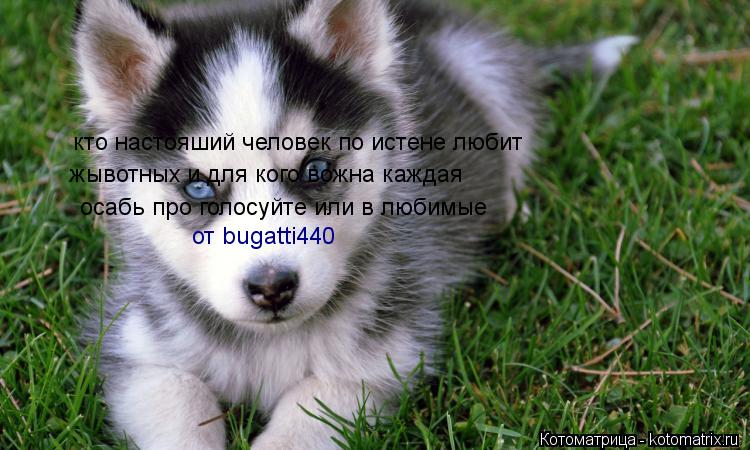 кто настояший человек по истене любит кто настояший человек по истене любит жывотных и для кого вож... Котоматрица: кто настояший человек по истене любит кто настояший человек по истене любит жывотных и для кого вожна каждая осабь про голосуйте или в люб
