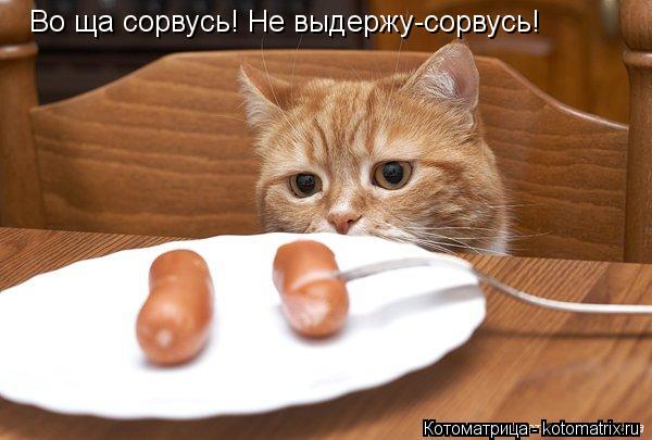 прваимавпимвап Во ща сорвусь! Не выдержу-сорвусь!... Котоматрица: прваимавпимвап Во ща сорвусь! Не выдержу-сорвусь!