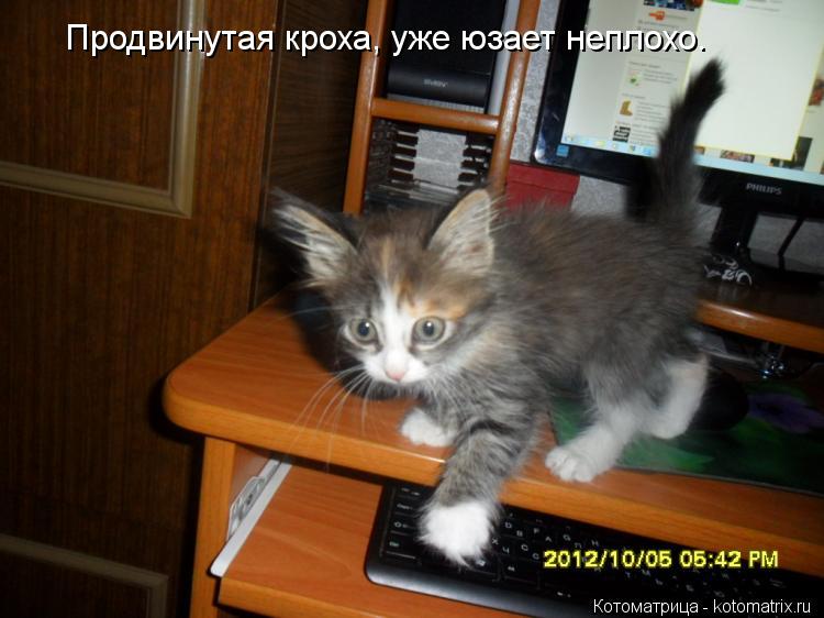 Продвинутая кроха, уже юзает неплохо.... Котоматрица: Продвинутая кроха, уже юзает неплохо.