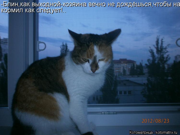 -Блин,как выходной-хозяина вечно не дождёшься,чтобы на- кормил как следует!..... Котоматрица: -Блин,как выходной-хозяина вечно не дождёшься,чтобы на- кормил как следует!..