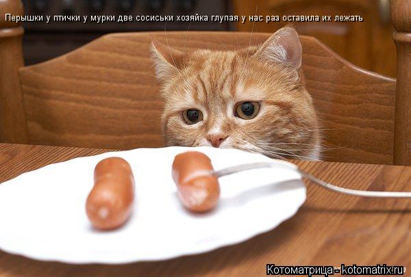 Перышки у птички у мурки две сосиськи хозяйка глупая у нас раз оставила их лежать... Котоматрица: Перышки у птички у мурки две сосиськи хозяйка глупая у нас раз оставила их лежать