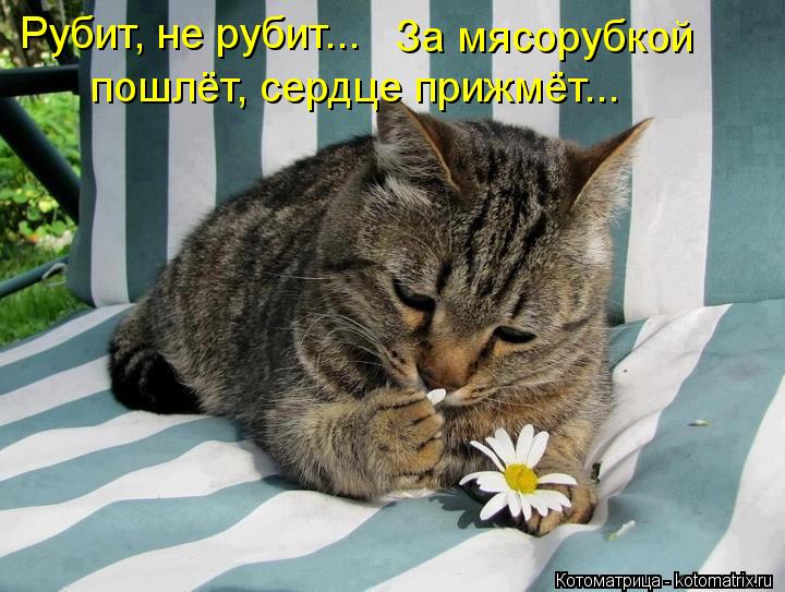 Котоматрица: Рубит, не рубит... За мясорубкой  пошлёт, сердце прижмёт...