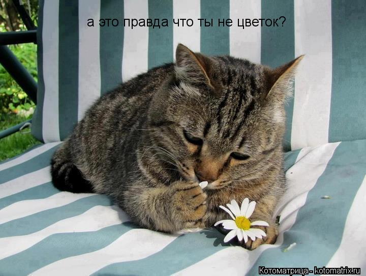 а это правда что ты не цветок?... Котоматрица: а это правда что ты не цветок?