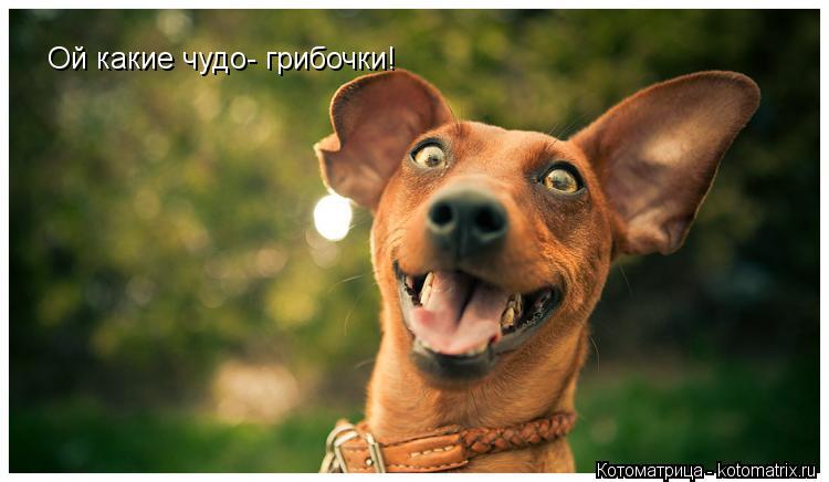 Ой какие чудо- грибочки!... Котоматрица: Ой какие чудо- грибочки!
