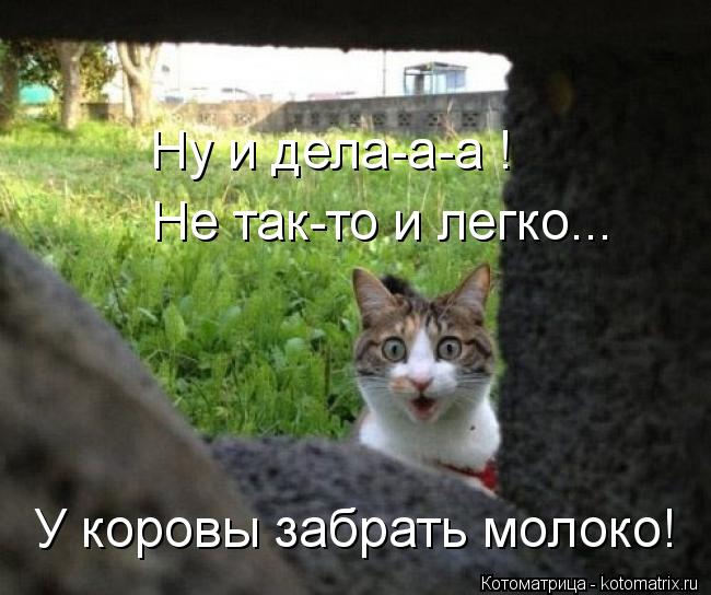 У коровы забрать молоко! Ну и дела-а-а ! Не так-то и легко...... Котоматрица: У коровы забрать молоко! Ну и дела-а-а ! Не так-то и легко...
