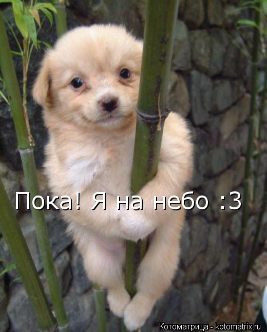 Пока! Я на небо :3... Котоматрица: Пока! Я на небо :3