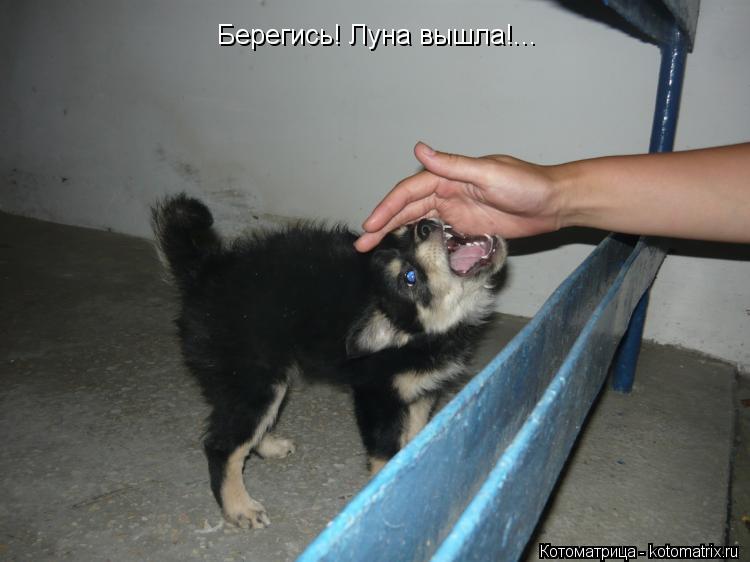 Берегись! Луна вышла!...... Котоматрица: Берегись! Луна вышла!...