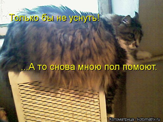 Котоматрица: Только бы не уснуть! ...А то снова мною пол помоют.