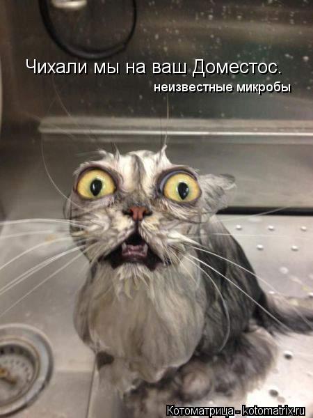 Чихали мы на ваш Доместос. неизвестные микробы... Котоматрица: Чихали мы на ваш Доместос. неизвестные микробы