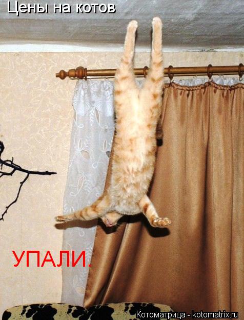 Цены на котов УПАЛИ.... Котоматрица: Цены на котов УПАЛИ.