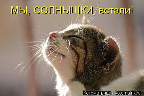 МЫ, СОЛНЫШКИ, встали!... Котоматрица: МЫ, СОЛНЫШКИ, встали!