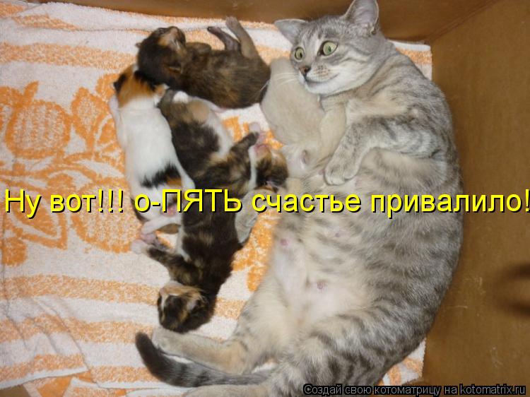 Ну вот!!! о-ПЯТЬ счастье привалило!... Котоматрица: Ну вот!!! о-ПЯТЬ счастье привалило!