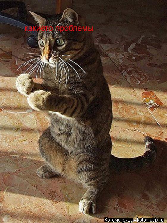 какието проблемы... Котоматрица: какието проблемы