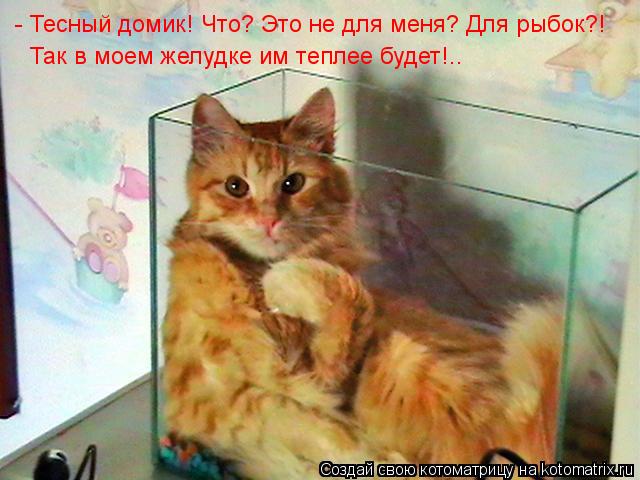 - Тесный домик! Что? Это не для меня? Для рыбок?! Так в моем желудке им теплее будет!..... Котоматрица: - Тесный домик! Что? Это не для меня? Для рыбок?! Так в моем желудке им теплее будет!..