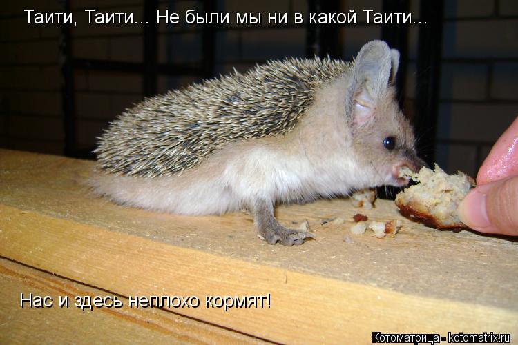 Таити, Таити... Не были мы ни в какой Таити... Нас и здесь неплохо кормят!... Котоматрица: Таити, Таити... Не были мы ни в какой Таити... Нас и здесь неплохо кормят!