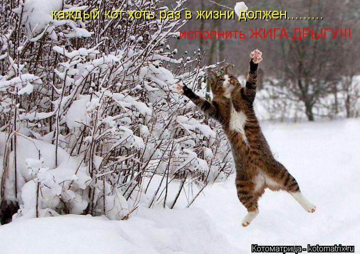 Котоматрица: каждый кот хоть раз в жизни должен......... исполнить ЖИГА ДРЫГУ!!!