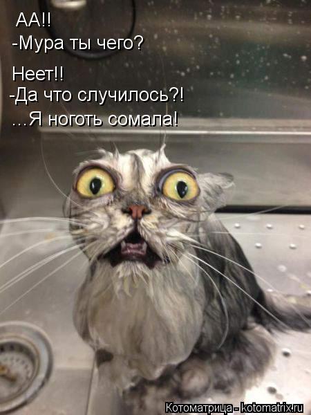 АА!! -Мура ты чего? Неет!! -Да что случилось?! ...Я ноготь сомала!... Котоматрица: АА!! -Мура ты чего? Неет!! -Да что случилось?! ...Я ноготь сомала!