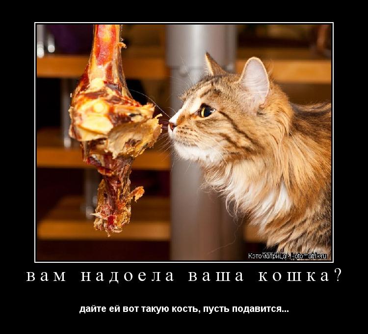 вам надоела ваша кошка? дайте ей вот такую кость, пусть подавится...... Котоматрица: вам надоела ваша кошка? дайте ей вот такую кость, пусть подавится...