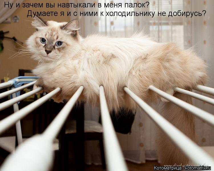 Ну и зачем вы навтыкали в меня палок? Думаете я и с ними к холодильнику не добирусь?... Котоматрица: Ну и зачем вы навтыкали в меня палок? Думаете я и с ними к холодильнику не добирусь?