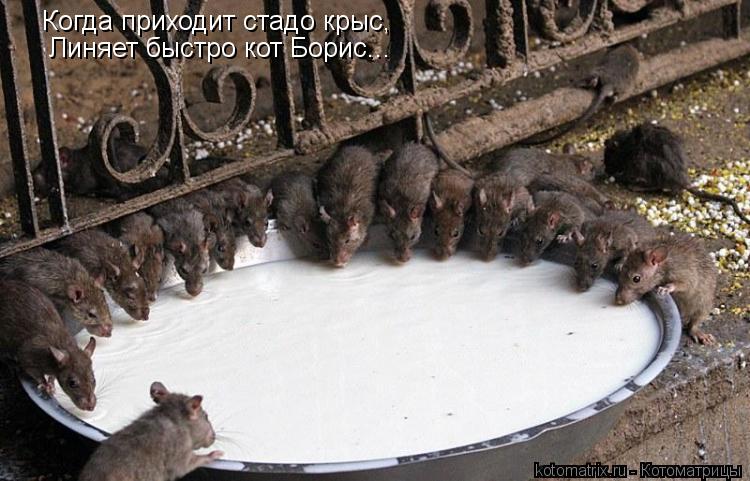 Когда приходит стадо крыс, Линяет быстро кот Борис...... Котоматрица: Когда приходит стадо крыс, Линяет быстро кот Борис...