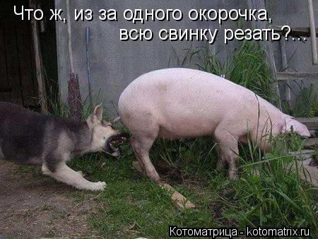 Что ж, из за одного окорочка, всю свинку резать?...... Котоматрица: Что ж, из за одного окорочка, всю свинку резать?...