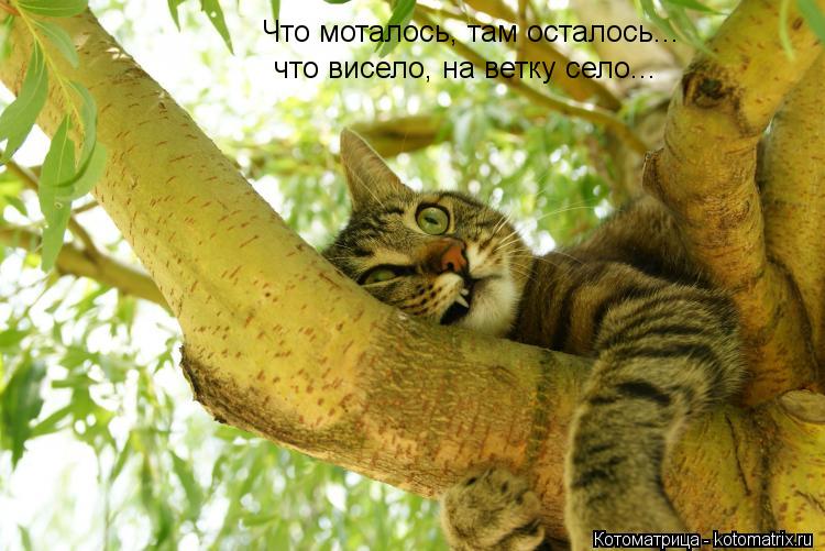 Что моталось, там осталось... что висело, на ветку село...... Котоматрица: Что моталось, там осталось... что висело, на ветку село...