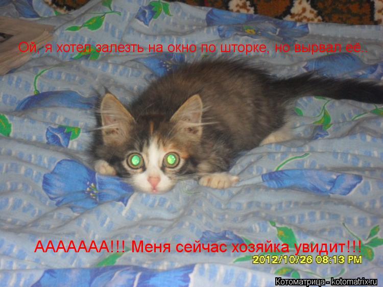 ААААААА!!! Меня сейчас хозяйка увидит!!! Ой, я хотел залезть на окно по шторке, но вырвал её..... Котоматрица: ААААААА!!! Меня сейчас хозяйка увидит!!! Ой, я хотел залезть на окно по шторке, но вырвал её..