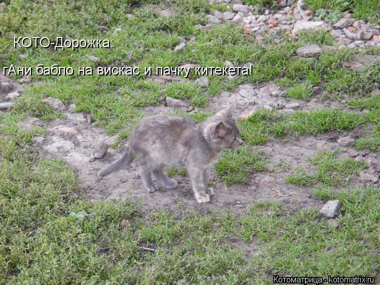 КОТО-Дорожка: гАни бабло на вискас и пачку китекета!... Котоматрица: КОТО-Дорожка: гАни бабло на вискас и пачку китекета!