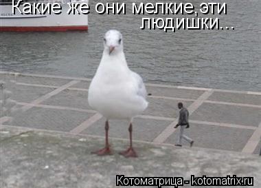 Какие же они мелкие,эти людишки...... Котоматрица: Какие же они мелкие,эти людишки...