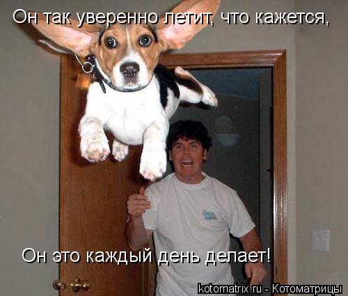 Котоматрица: Он так уверенно летит, что кажется, Он это каждый день делает!